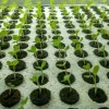 Deksels Groeisponzen Plantzaailing Pluggen Zaadstarter voor hydrocultuur Geschikt voor het planten van groenten Aardbeien Bloemen