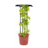 Supports 1 ensemble de treillis pour plantes grimpantes, en forme de parapluie, pour plantes en pot, cadre d'escalade pour fleurs, vignes, jardin également