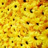 装飾的な花黄色の背景人工花の壁chrysanthemumウェディングパーティーデコレーションデイジーアレンジメントラグジュアリーカートンボックス2 PCS