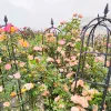 Supports Garden Plant Obelisk Trellis Plant Support For Climbing Vines Flowers Stands Tower Trellis Stand For Garden And Vegetable Patch
