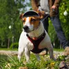 Vêtements pour chiens Casques pour animaux de compagnie pour moto équitation chiot mini chat sécurité équitation vélo chapeau accessoires