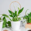 Suporta planta treliça treliça de bambu interior 6 pçs jardim treliça em forma de plantas de casa flores videira hera suporte pequeno treliça para