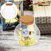 Vasos 2 PCs Micro paisagem Ecological Bottle Flowers Decoração de vidro Moss Diy Contêiner Terrarium Home vazio