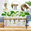 Vases Stations de propagation bureau Air plante Terrarium verre planteur ampoule Vase en verre avec support en bois plante Terrarium