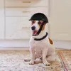 Hundkläder husdjur rolig hatt skyddande valp motorcykelutrustning utomhus produkt säkerhet dekorativ abs motorcykel för hundar