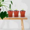 Jardinières 20 ensembles Pot de pépinière petits pots de fleurs de gâteau tasses de yaourt Dessert Cupcake boisson verre sodocalcique Mini jardinières en plastique