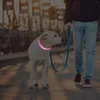 Collari per cani Collare Notturno Incandescente Luminoso Lampeggiante Pet Cat Sicurezza Collo Decorazione Luce Regolabile Accessori per lettiera per cuccioli