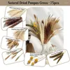 Flores decorativas 75 pçs natural seco pampas grama decoração 17 Polegada reed tailswheat sheavesbilly ballmillet grão para casamento boho