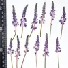 Fleurs décoratives 60pcs violet pressé séché Barnardia Japonica fleur plante herbier pour bijoux signet étui de téléphone carte d'invitation