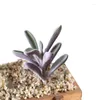 Fiori decorativi Piante succulente finte realistiche Testa di piante grasse floccate finte senza vaso Mini pianta da scrivania artificiale