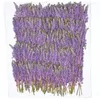 Fleurs décoratives 60pcs violet pressé séché Barnardia Japonica fleur plante herbier pour bijoux signet étui de téléphone carte d'invitation