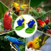 Toy de pájaro de pájaro Fotos divertidos de entrenamiento de alimentos Desarrollo de inteligencia Parrot Mirror Toy Pet Paraket Forrajing Props