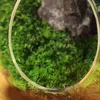 Vasi creativi a forma di uovo bottiglia di vetro idroponico carnoso bonsai fai da te pianta grassa vaso micro paesaggio terrario muschio decorazione della casa