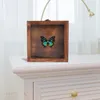 Çerçeveler Böcek Örnek Kılıf Ahşap Vitrin Vintage Ekran Takı Kutusu Kurutulmuş Çiçek Depolama Kelebekleri Akrilik Konteyner Kutuları