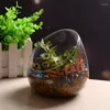 Vases Creative Micro Landscape Glass Vase Large Slanted Mouth Aquascape Succulent Moss Plant Hydroponic Home Decor