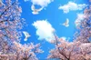Wallpapers WDBH Custom 3d Ceiling Murals Wallpaper Blue Sky Cloud Cherry Trees Decoration Painting Wall For Living Room