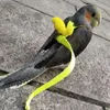 Outros suprimentos de pássaros Papagaio voando corda cinta estilo andando pele de tigre pequeno sol não machuca pés tração ultra leve para evitar perda