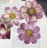 Fleurs décoratives 120 pièces séchées pressées naturelles violet Cosmos Bipinnata Cav.Fleur pour carte postale, cadre Po, bijoux, marque-page, artisanat, bricolage