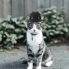 Vestuário para cães Pet Hat Cat Party Dress Up Decorativo Cap Cosplay Sombrero