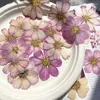 Fleurs décoratives 120 pièces séchées pressées naturelles violet Cosmos Bipinnata Cav.Fleur pour carte postale, cadre Po, bijoux, marque-page, artisanat, bricolage