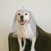 Köpek Giyim Düğün Saç Aksesuarları Pet Headgear Dekoratif Peçe Dekorasyon Gelin Taç