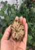 New Magic Resurrection Plant Rose of Jericho Dinosaur Plant Air Fern Selaginella Moss Dry Bonsai Plants DIY Home Garden5943457