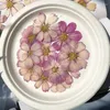 Fleurs décoratives 120 pièces séchées pressées naturelles violet Cosmos Bipinnata Cav.Fleur pour carte postale, cadre Po, bijoux, marque-page, artisanat, bricolage