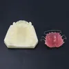 Trattamento ortodontico dentale Denti denti Modello typodont m3007 con fermo hawley per studio di studio di laboratorio dentale