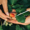 Dekorativa blommor pollinator själv pollinering trädgård trädgård levererar handverktyg päron träd penna manual pollinerande frukt