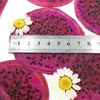 Fleurs décoratives 5 pièces Mini fruits pressés séchés tranches de Pitaya plante herbier pour bijoux Po cadre étui de téléphone signet faisant bricolage