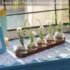 Vases Plant Terrarium Propagation Station, Glass Planter Bulb Vase With Wooden Tray, Modern Bud Vases For Office