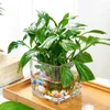Vaser kub glas vas klar blomma behållare skrivbord hydroponic modern (10x10 cm)