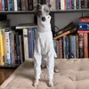 Dog Apparel Whippet Turtleneck Soft Biped Clothes Italian Greyhound Cotton Gray Pet