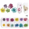 1 boîte 3D Fleur séchée Décoration de l'ongle Natural Floral Sticker mélangé Dry Détal décalcomanies colorées bijoux UV Gel Polonais Manucure 240430