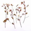 Fleurs décoratives 60x séchées teintes teintes Tang Songya Stalks Flower Plantes Herbarium pour bijoux Case de téléphone postal Bookmark Scrapbook DIY