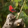 Decoración de aves falsas animales reales decoración al aire libre juguetes para pájaros interactivos pájaros de simulación real haciendo árboles de sonido 240424