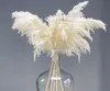 装飾的な花の花輪60cmふわふわしたナチュラルパンパスグラス本物の乾燥ブーケ屋内屋内装飾ボーホンウェディングアーチデコラット4999180
