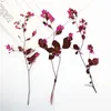 Fleurs décoratives 60x séchées teintes teintes Tang Songya Stalks Flower Plantes Herbarium pour bijoux Case de téléphone postal Bookmark Scrapbook DIY