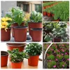 Ekiciler Potlar 50/20pcs Plastik Flowerpots Basit Kreş Fidelik Çiçekleri Tohum Teslim Üreme Çıkarcıları Konteyner Kutusu Bahçe Malzemeleri Aracı