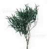 Fleurs décoratives tiges d'eucalyptus séchées pour douche - 17 "Real grande plante conservée Branches fraîches Feuilles de verdure