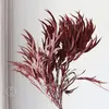 Fleurs décoratives tiges d'eucalyptus séchées pour douche - 17 "Real grande plante conservée Branches fraîches Feuilles de verdure