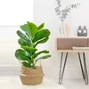 Dekorative Blüten 63 cm/24,8 Zoll Künstliche Geige Ficus Blätter Nordischer Stil Topfpflanzen Bäume Landschaftsbau Home Dekoration