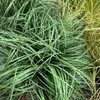Flores decorativas plantas de hierba artificial arbustos falsos arbustos planta wheat wheat para vegetación de plástico al aire libre