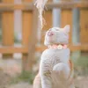 Hundehalsbänder Mädchen Kätzchen Accessoires Blumengesteuertes Festival Dekor entzückende Katze bequemer Halskettenring kreativ