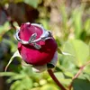Clusterringe Mode Retro Creative Thorns Rose Open Ring Ins süßer cooler Stil Trend übertrieben Schmuck Großhandel