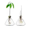Vases Decor Lovers Growing Vase Transparent Gardening Home Starter Avocado Seed Glass Kit For Gift