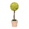 Fleurs décoratives profitez de la beauté de la nature de la plante verte décoration de la maison du peupliers à feuilles persistantes en pot fy118-vert babytear