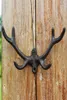5 piezas Naturaleza de la pared de pared astas de ciervo soporte de hierro fundido decoraciones del jardín del hogar soporte de la llave del montón de pared marrón rústico VI6196273