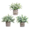 Dekorative Blumen 3Pack/Los künstliches Bonsai -Set imitieren frostige graue Blätter mit hoher Simulation Blumenpot wird hergestellt