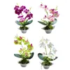 Fleurs décoratives PHALAENOPSIS BONNAI PLANTES POSTES PLANTES PLANTES DE SILLE VASE PLASTIQUE DE SILK VASE PLAST